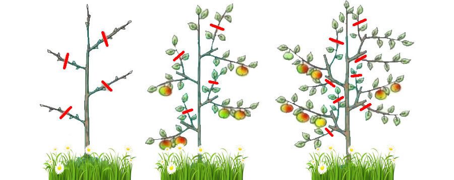 7 segredos para ter a melhor colheita de frutas