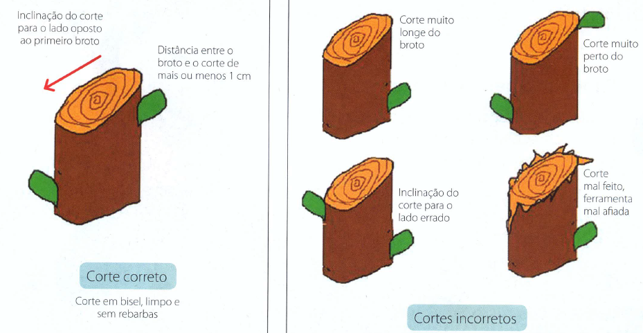 5 benefícios da poda correta em frutíferas