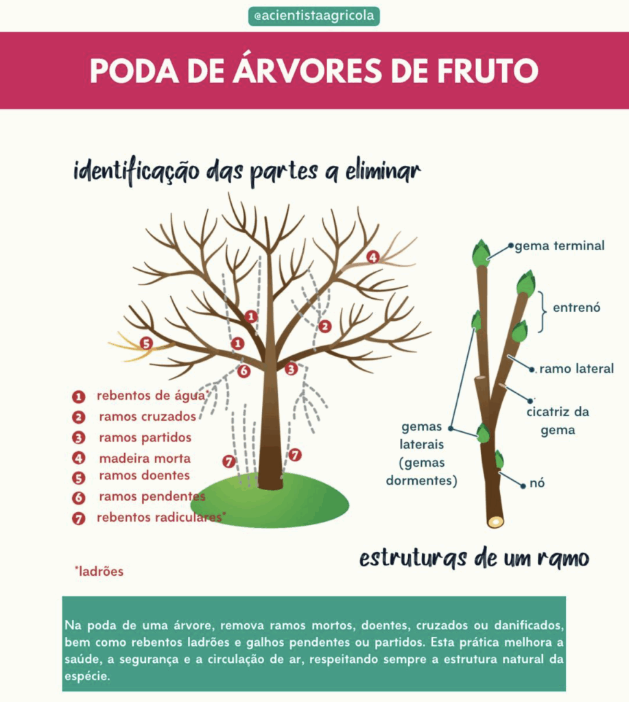 erros comuns na poda de frutíferas e como evitar
