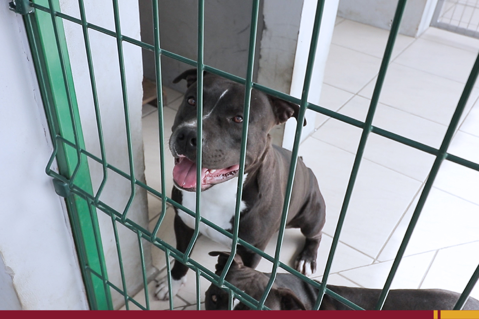 como fazer meu cachorro pular mais alto