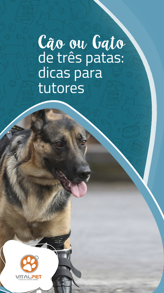 diferença pulo cão e gato