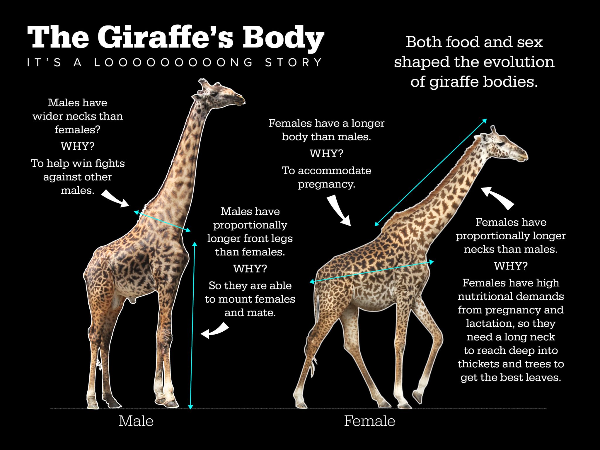 curiosidades sobre o pescoço da girafa