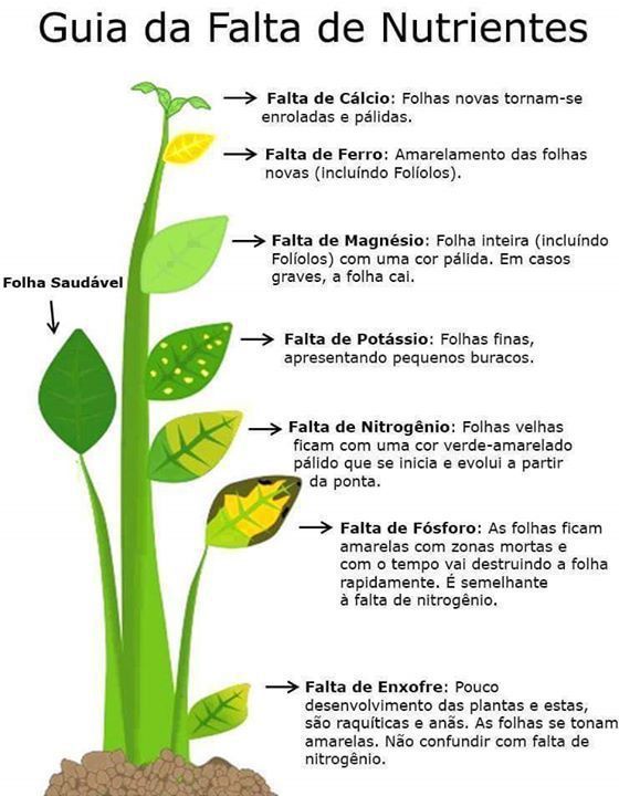 por que as folhas da minha samambaia estão amarelas