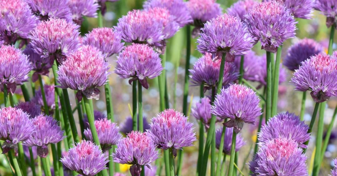 melhores formas de usar alho na culinária sem cheiro forte