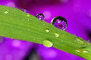 porque o orvalho se forma pela manhã