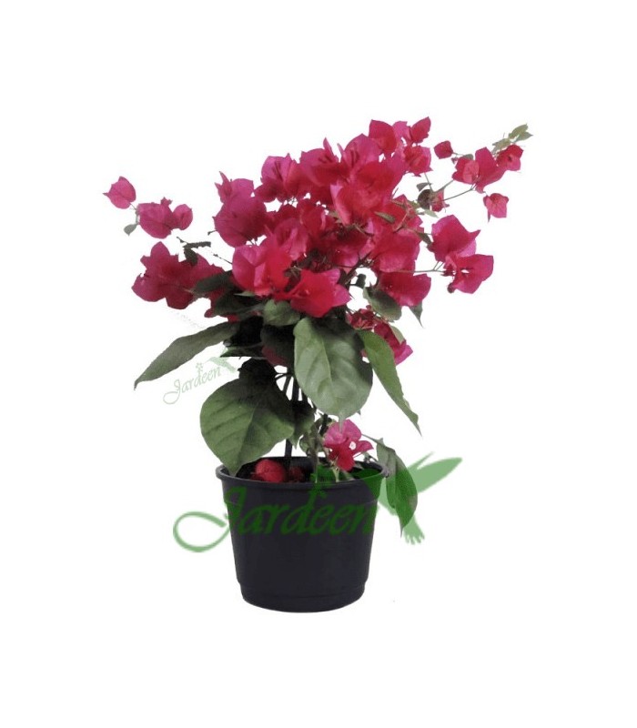 como escolher o vaso ideal para primavera