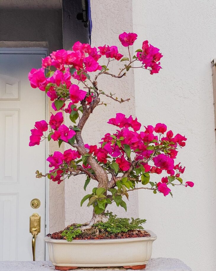 erros comuns ao cuidar de primavera em vaso