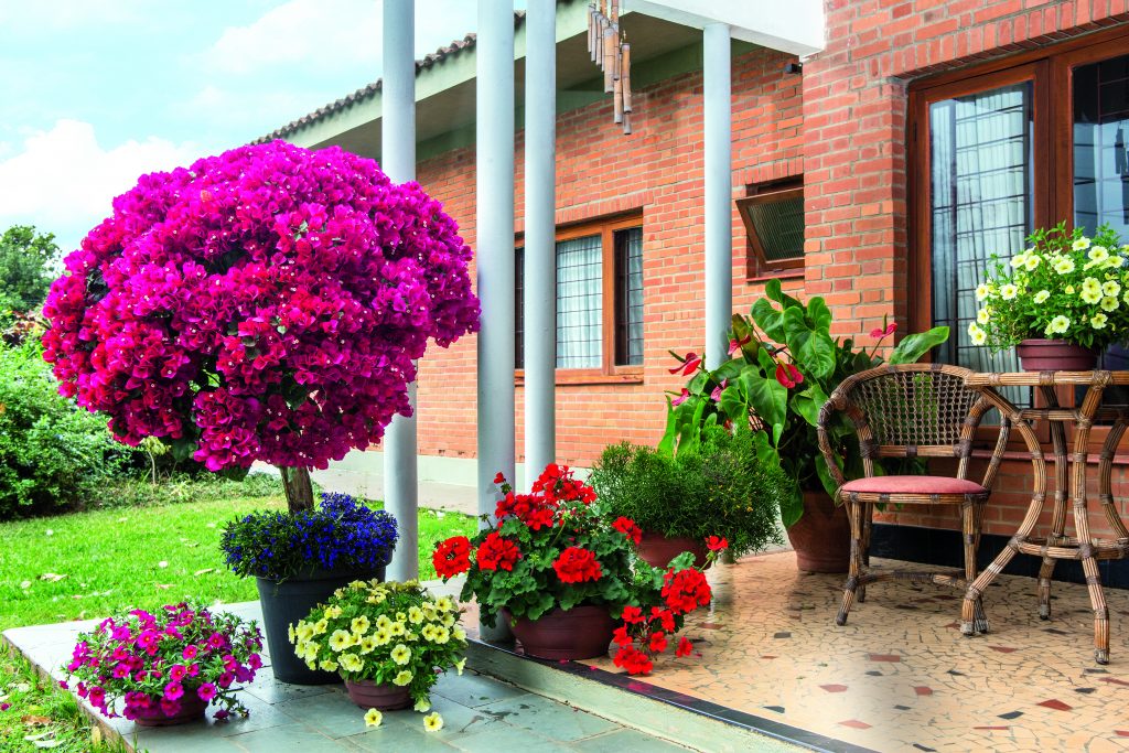 primavera em vaso vs primavera no chão