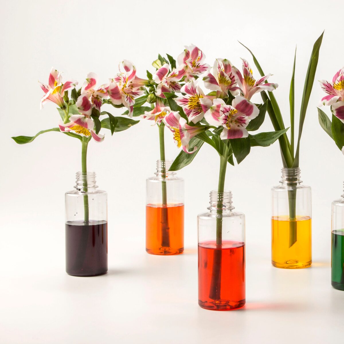 quanto custa ter uma primavera em vaso