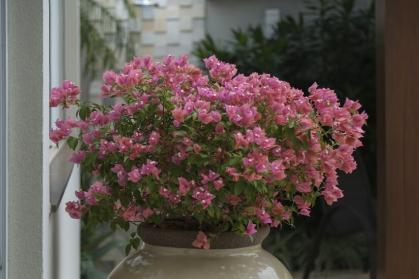 ideias de decoração com primavera em vaso