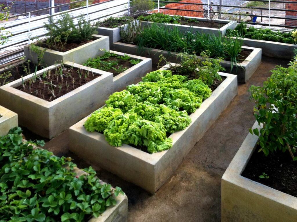 horta em vasos vs horta no quintal qual a melhor