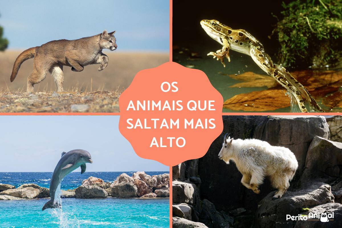 quais animais saltam mais alto no mundo lista completa