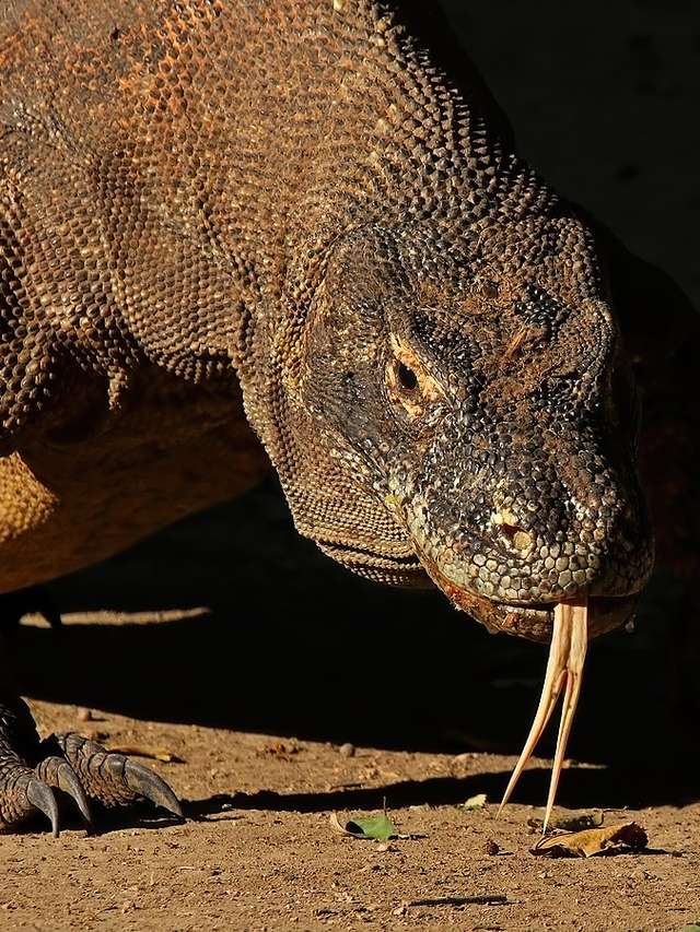 erros comuns ao definir animal mais adaptável