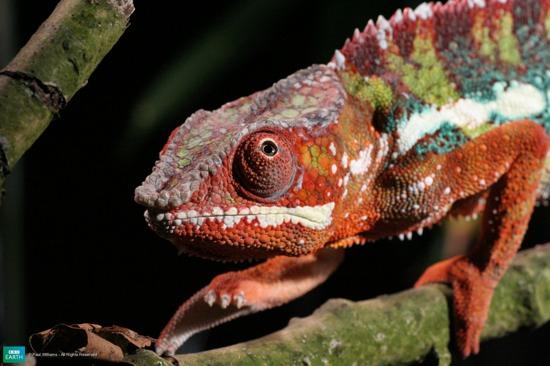 qual o animal mais colorido do mundo