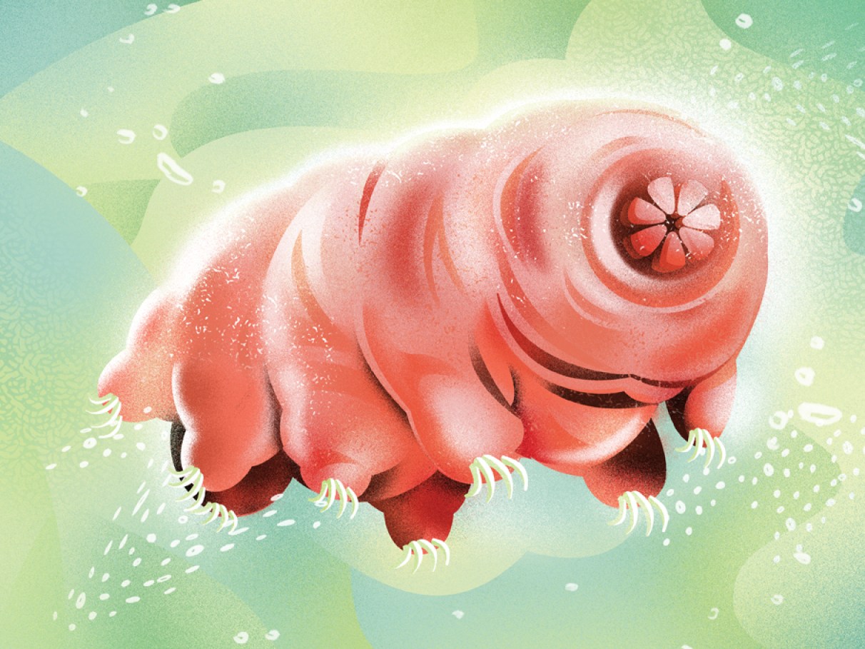 qual o animal que consegue sobreviver no espaço