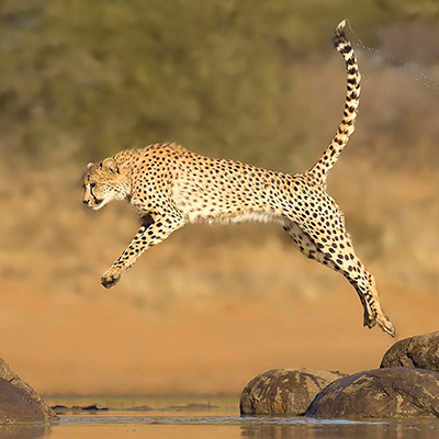 quais animais saltam mais alto no mundo lista completa