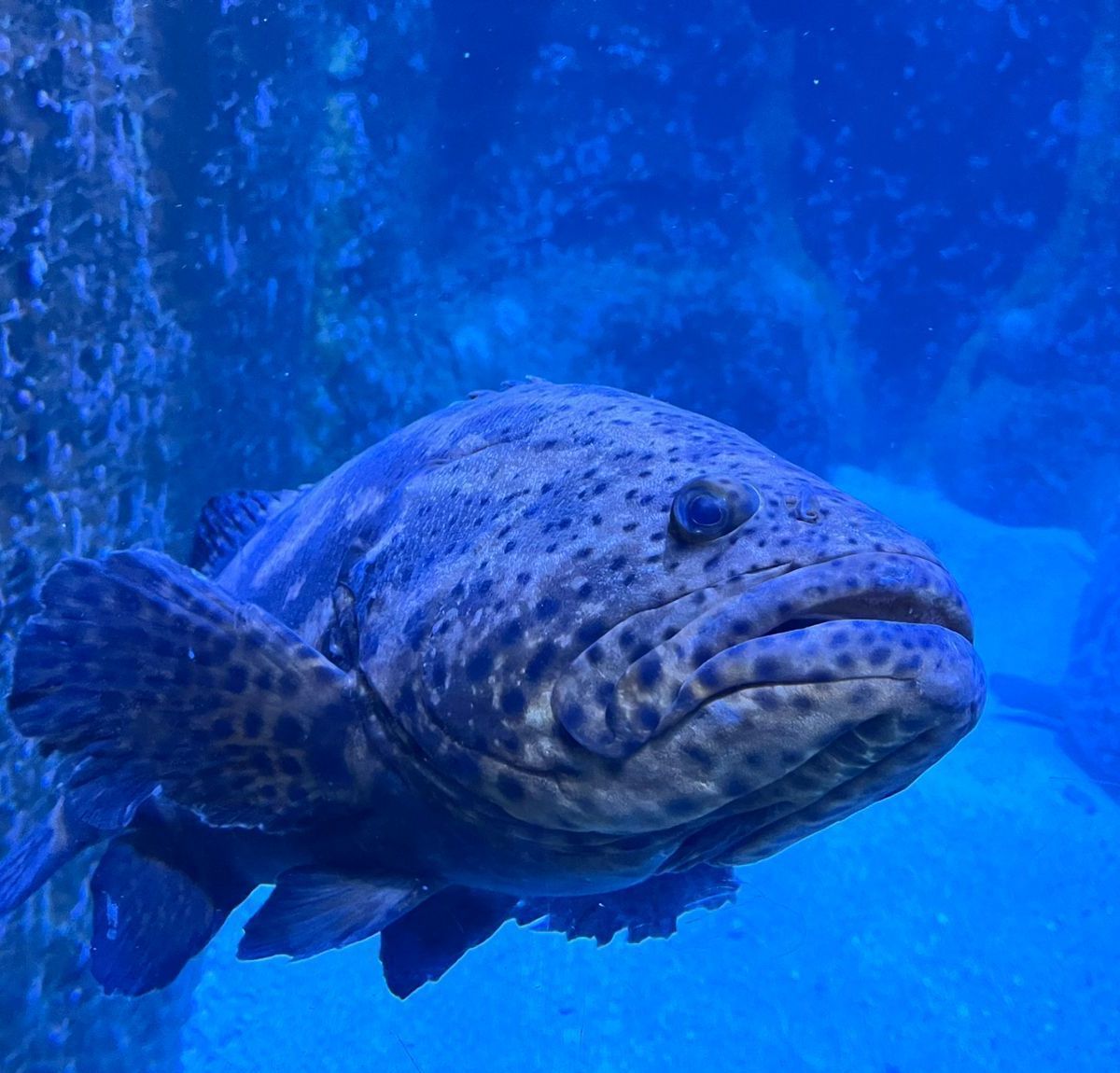tubarão baleia vs baleia azul tamanho