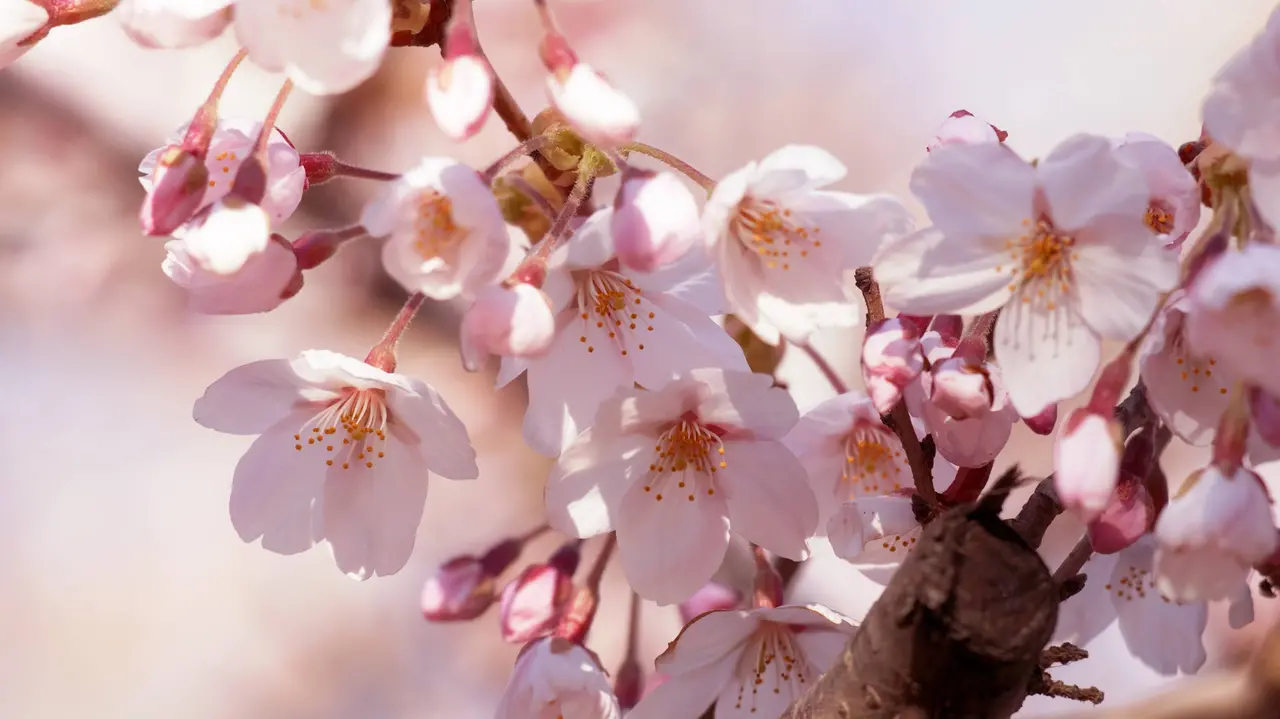 significado da flor de cerejeira