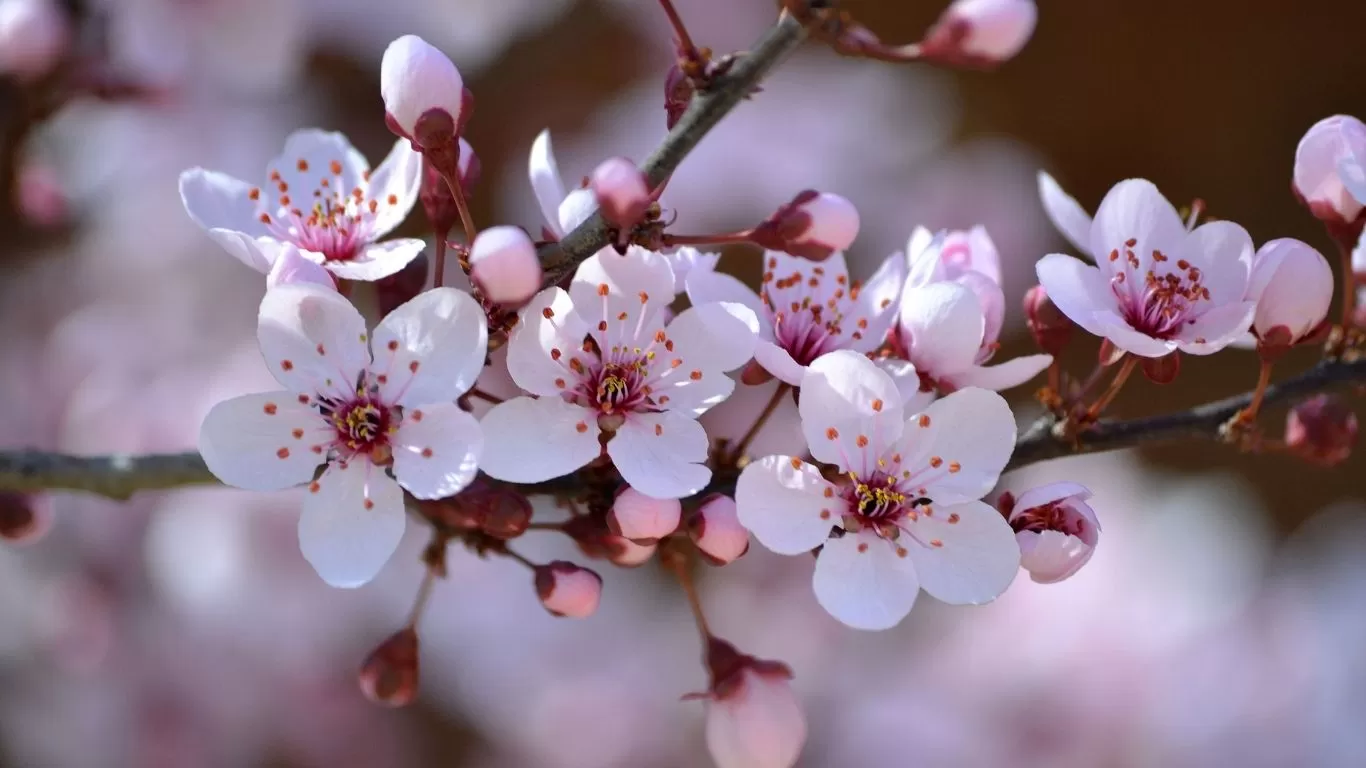 erros comuns ao interpretar o simbolismo da flor de cerejeira