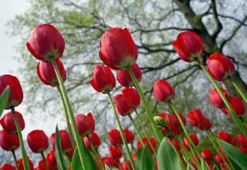 significado da tulipa vermelha