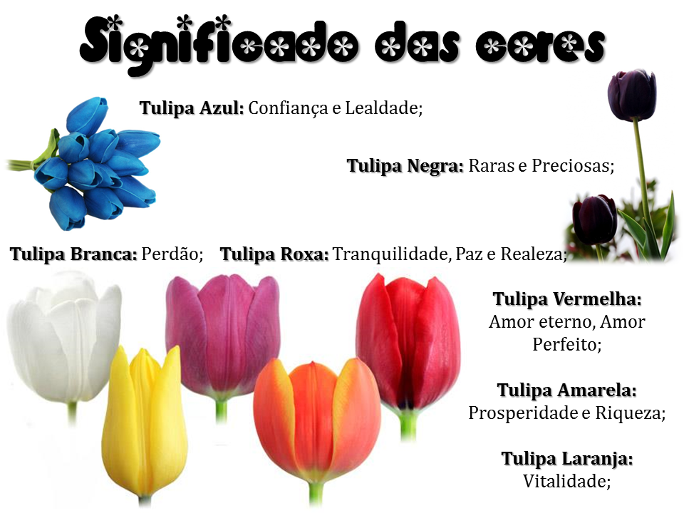 erros ao presentear com tulipas vermelhas