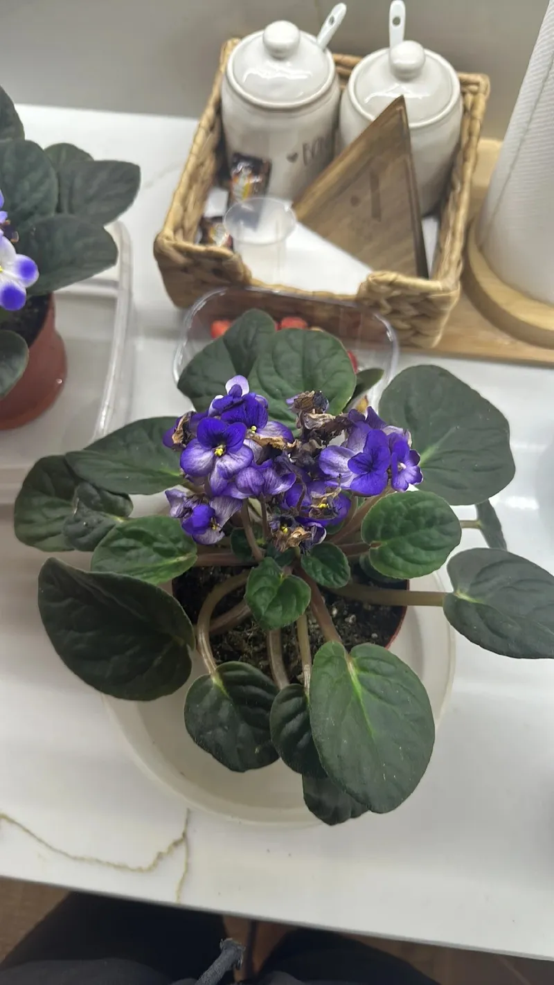 significado da violeta africana