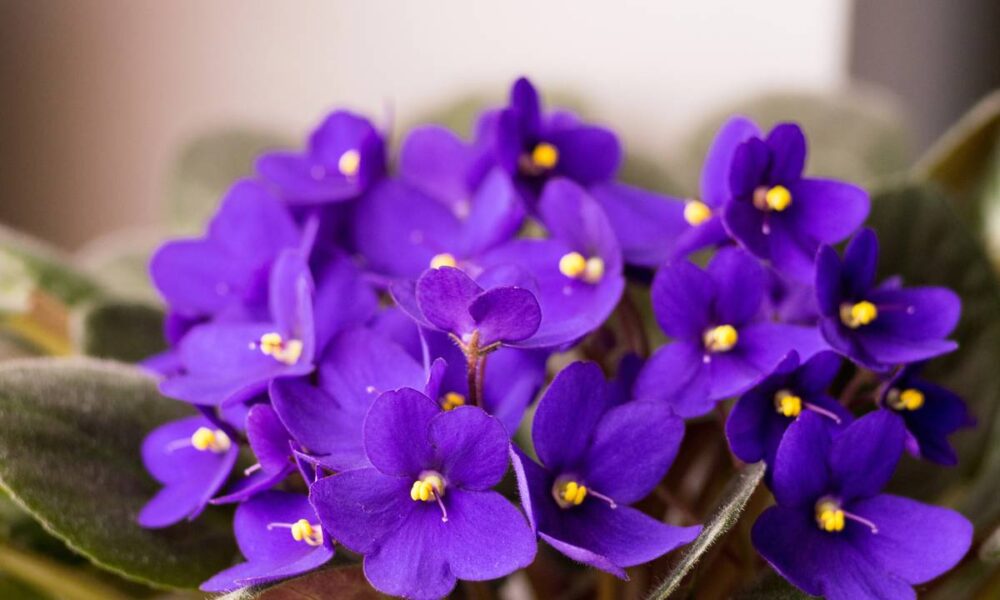 significado das cores da violeta africana