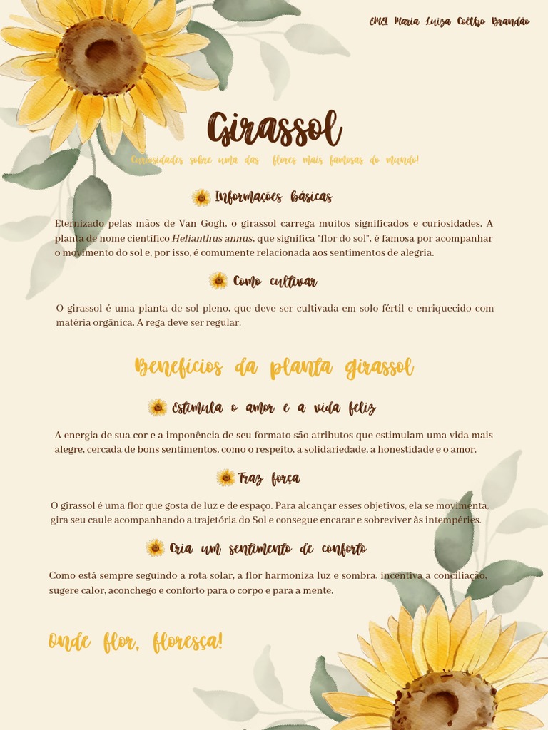 erros comuns ao interpretar o significado do girassol