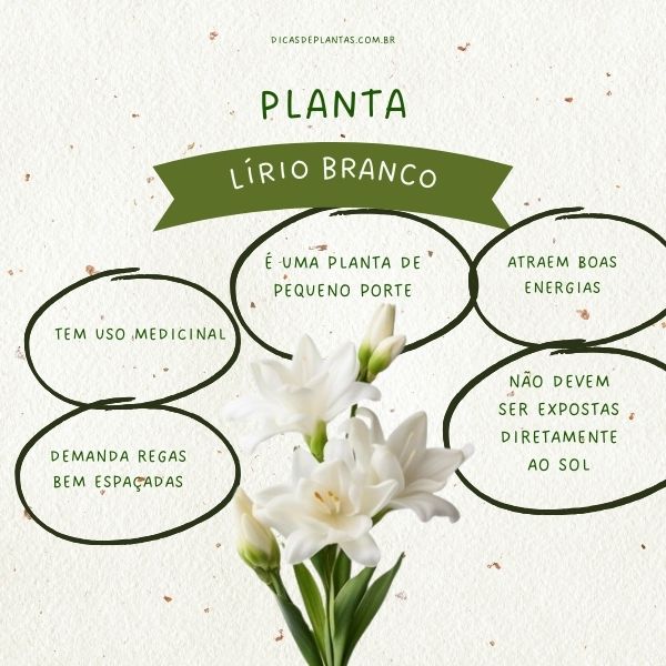 significado do lírio