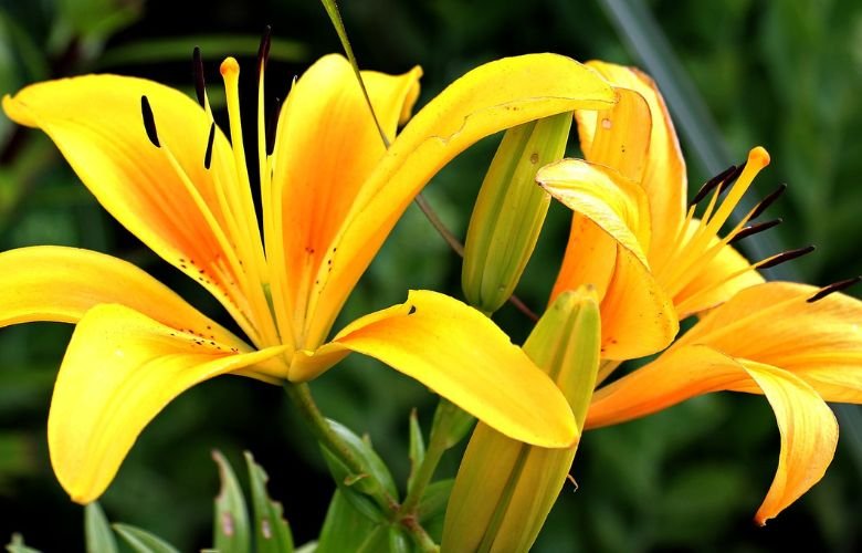 erros comuns ao interpretar o significado do lírio