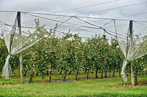 melhores telas anti afideos para viveiros de citros