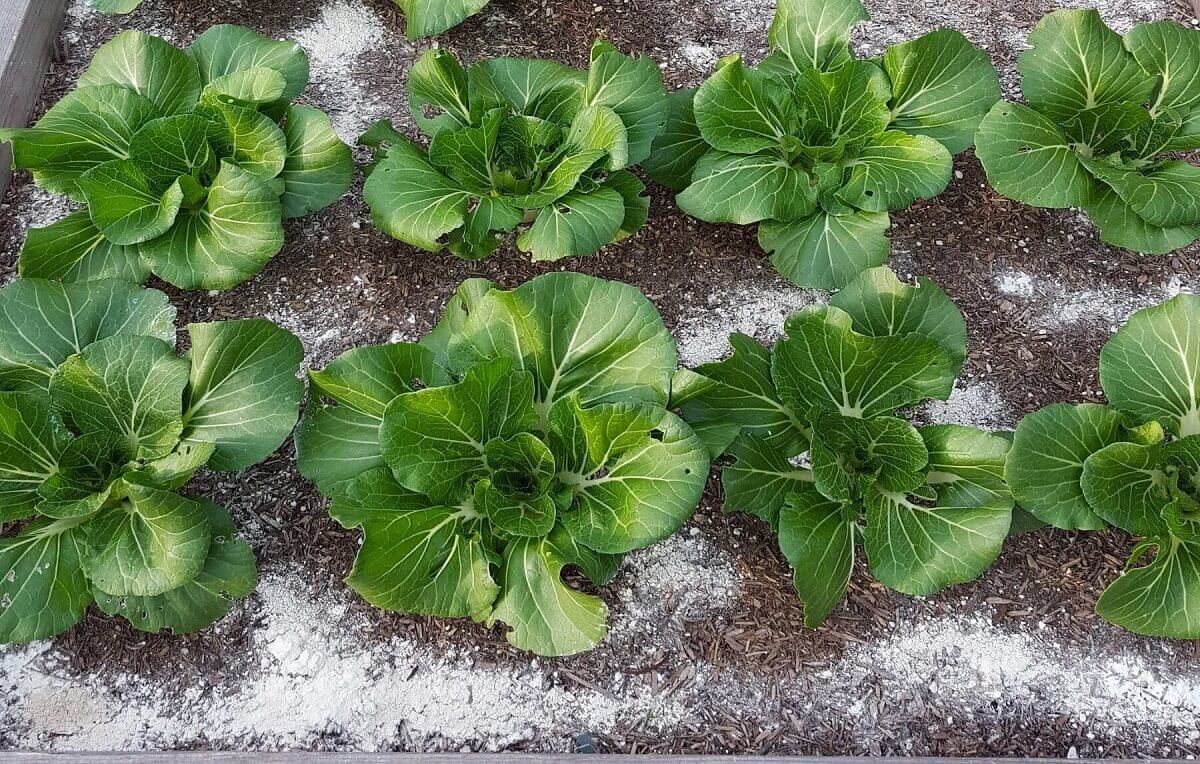 terra diatomacea para matar formigas em casa