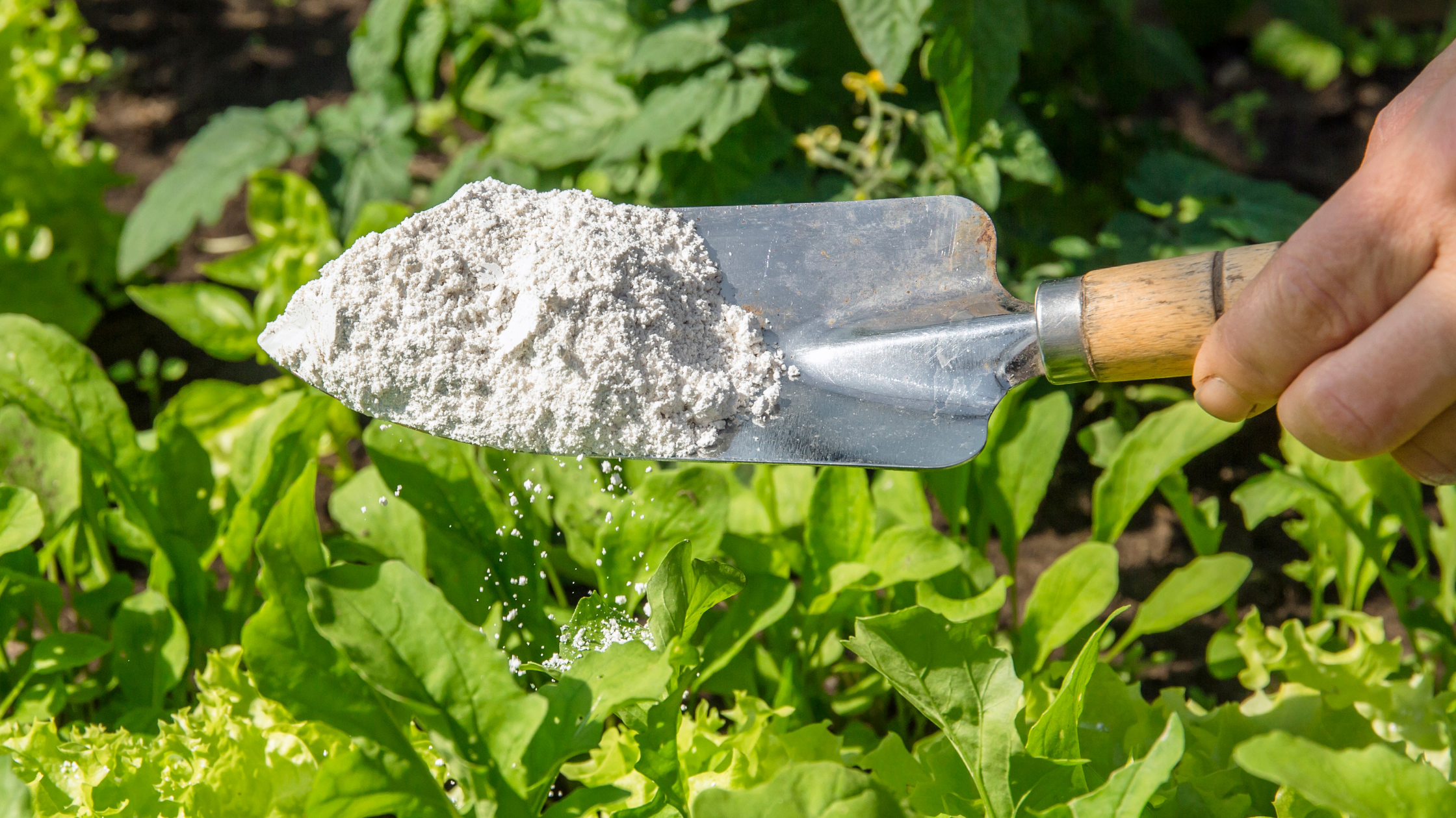 erros ao usar terra diatomacea em plantas