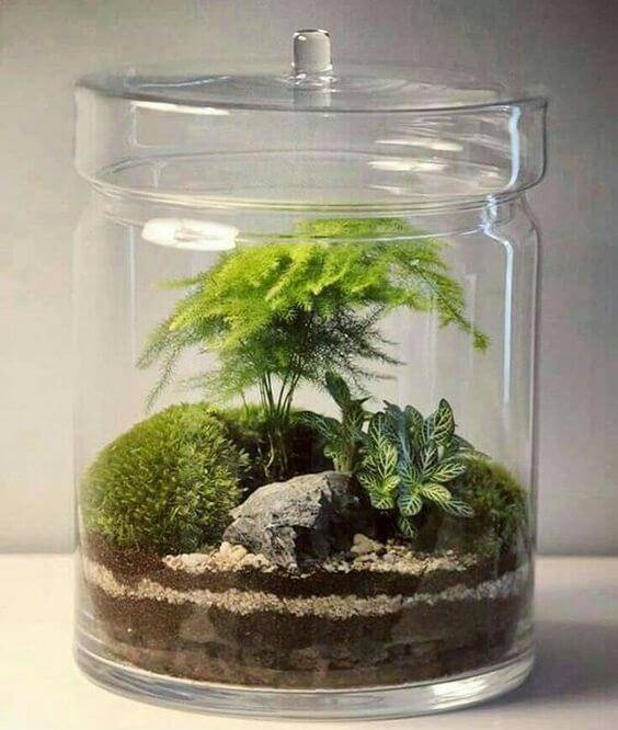 ideias de terrario fechado para inspirar