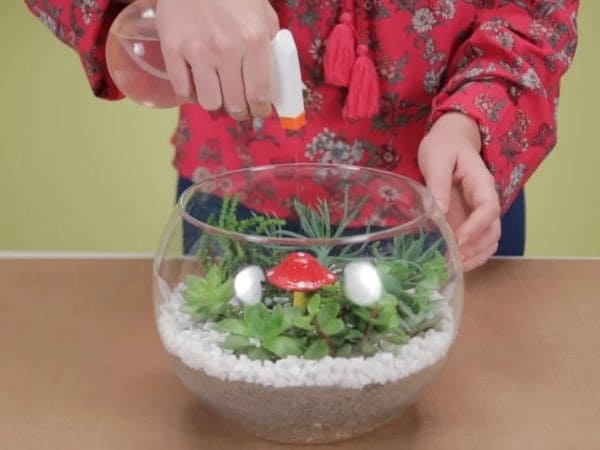 erros comuns ao montar terrario aberto