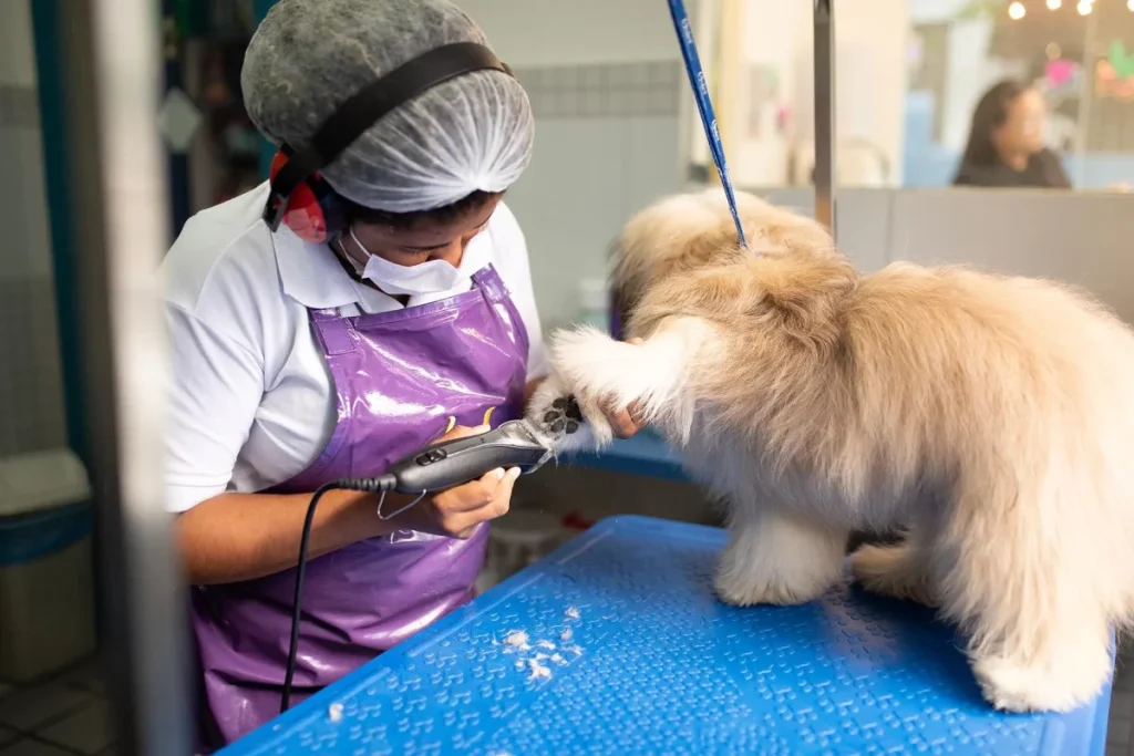 como começar como tosador mei
