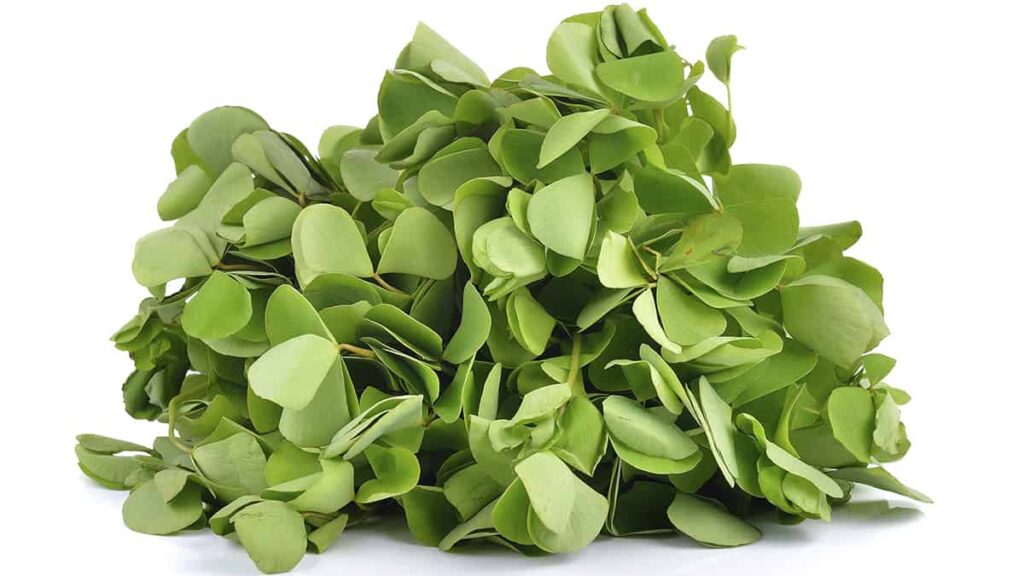 erros comuns ao cuidar de trevo de 4 folhas