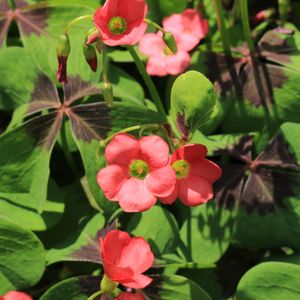 como identificar um trevo de 4 folhas verdadeiro