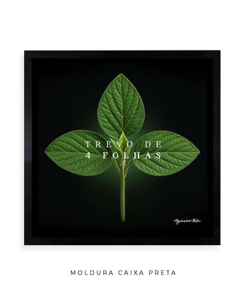 erros comuns ao cuidar de trevo de 4 folhas