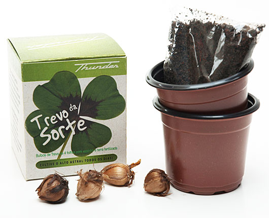 trevo de 4 folhas vs trevo de 3 folhas