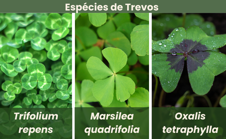 quanto custa um trevo de 4 folhas