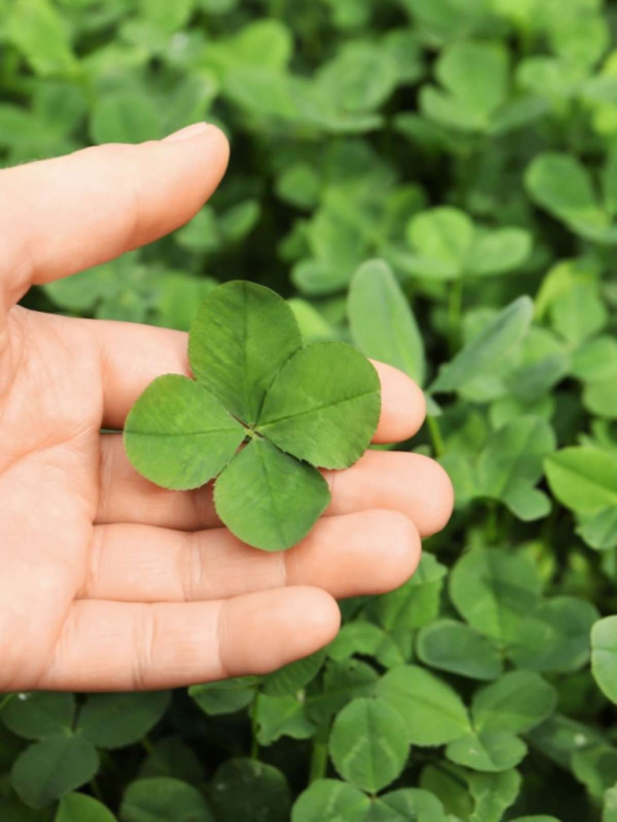 trevo de 4 folhas significado e curiosidades