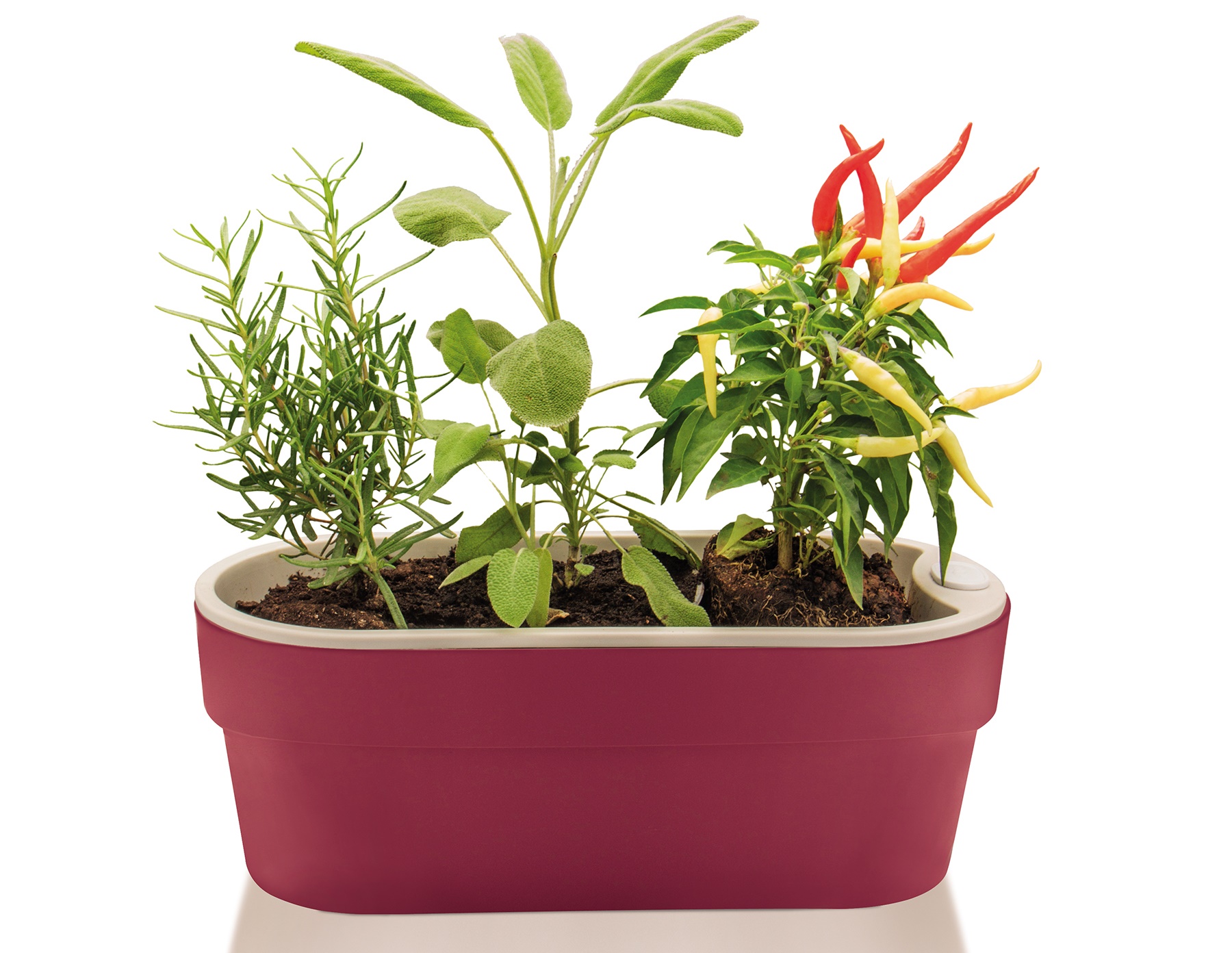 vaso autoirrigável vale a pena o investimento