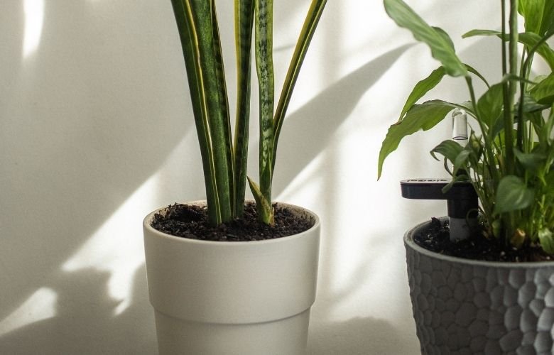 vaso cerâmica ou polietileno qual melhor para plantas