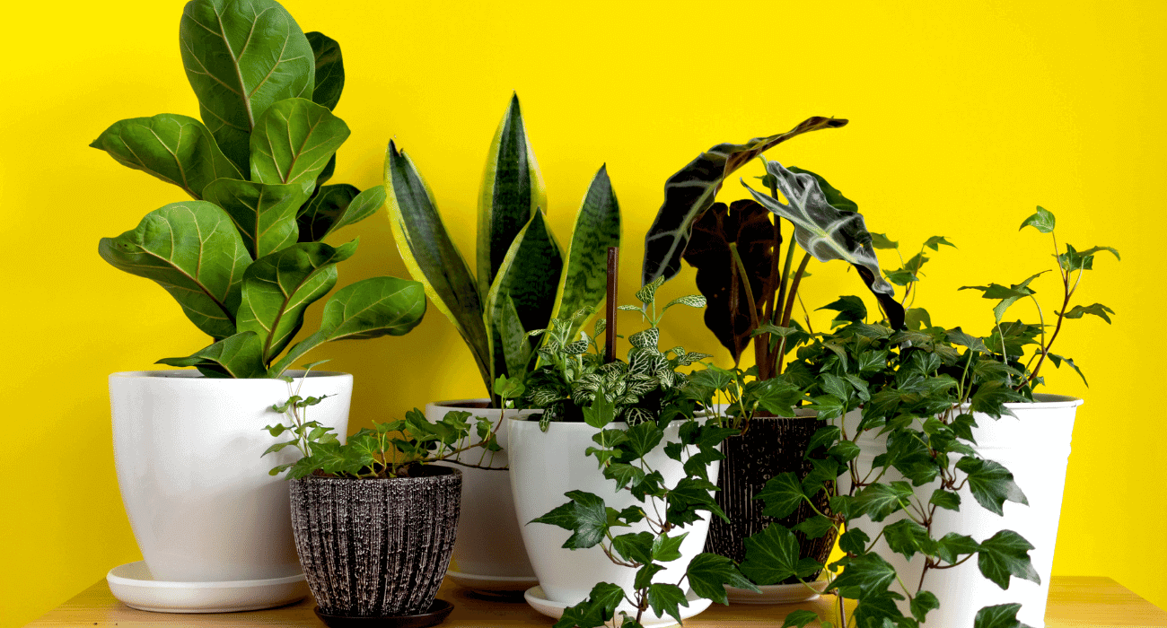 plantas para apartamento sem sol