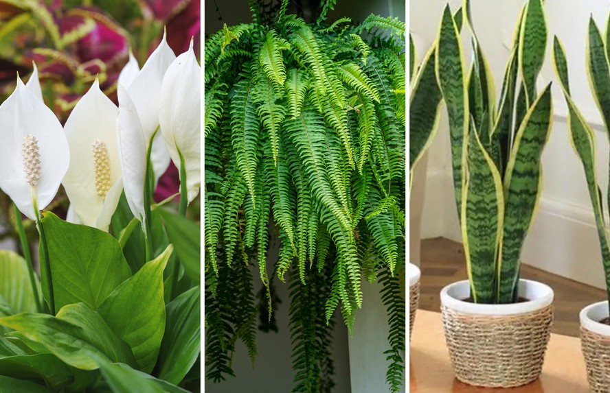 plantas de interior que não pegam sol
