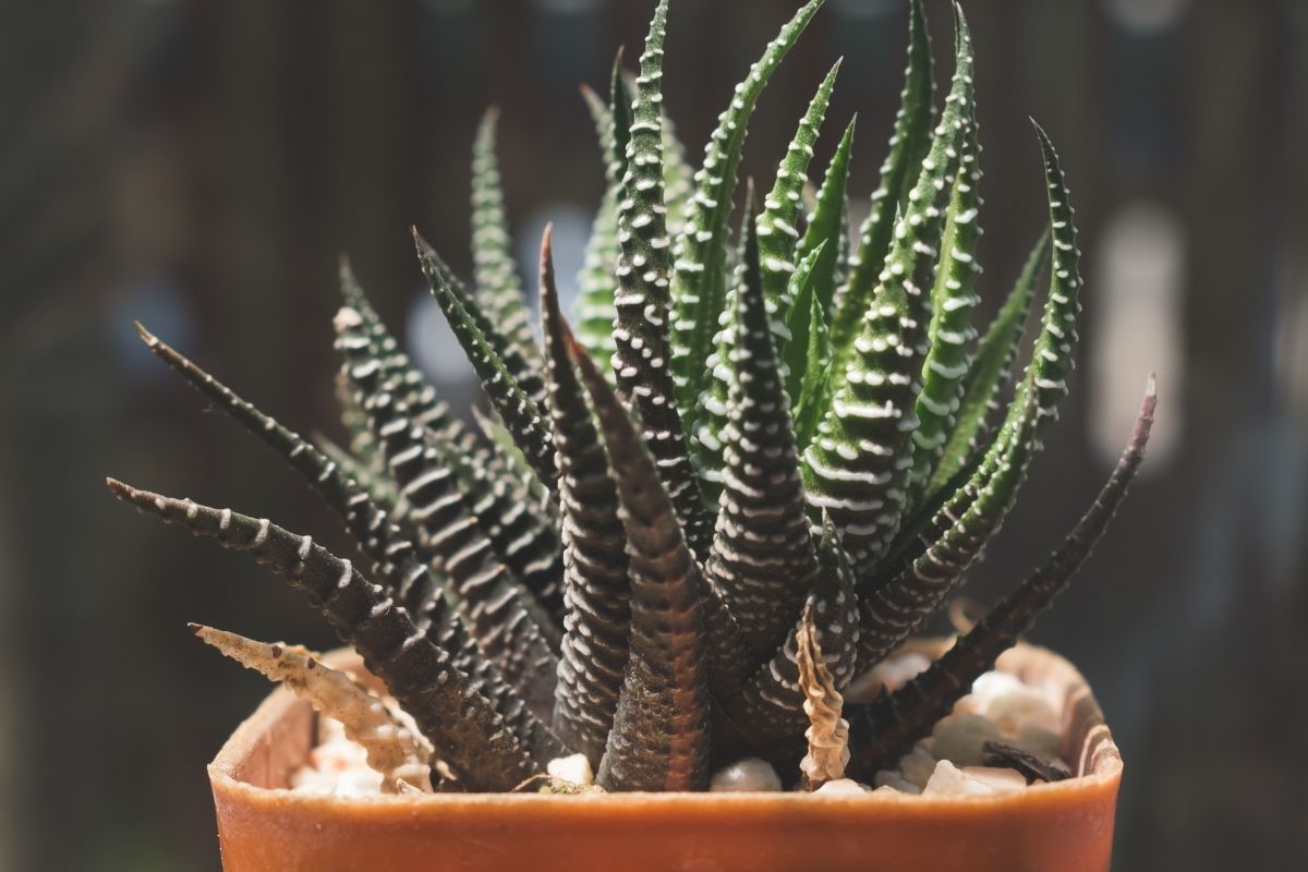 plantas para locais escuros