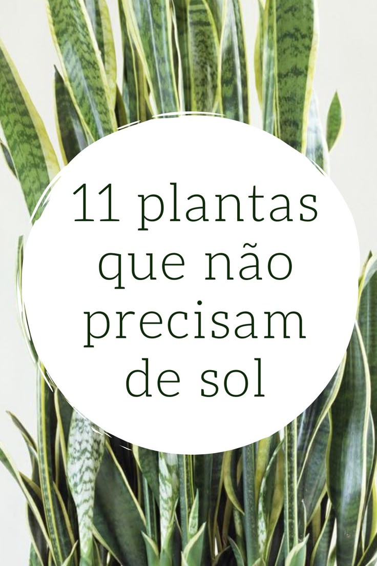 plantas de sombra para sala