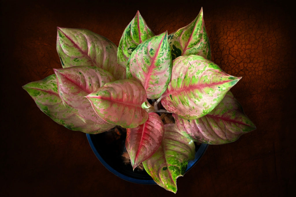 plantas que precisam de pouca luz