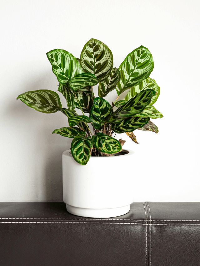 plantas de interior que não pegam sol